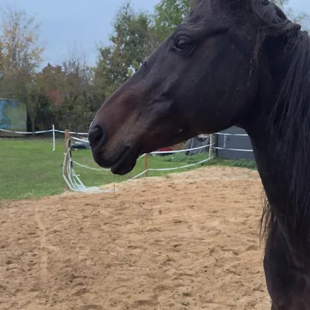 Monteurzimmer Bauernhof Eh J * צולפיך