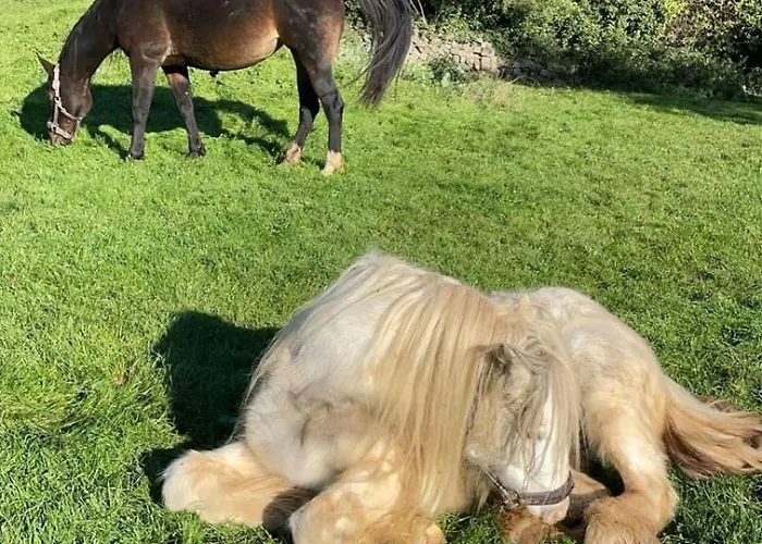 Monteurzimmer Bauernhof Eh J * Zulpich